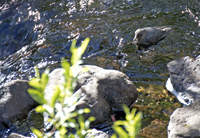 2367American Dipper 